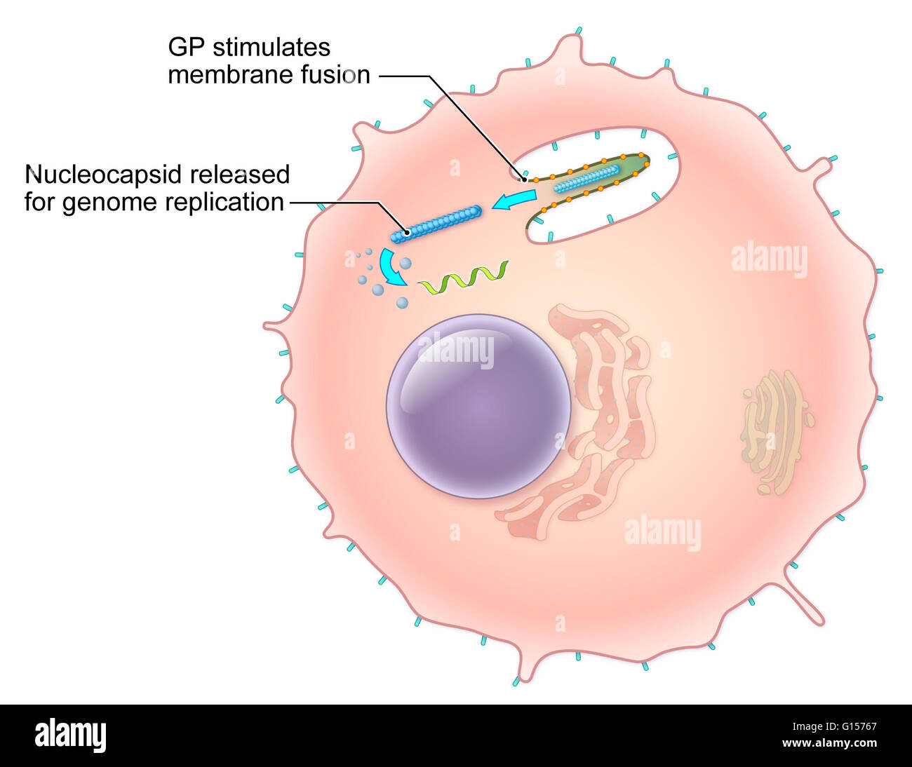 An illustrated diagram of the Ebola virus replication process. The ebola virus is a single-stranded RNA filovirus responsible for severe hemorrhagic fever in humans. In this illustration, glycoprotein spikes (GP) on the surface of the viral membrane stimu Stock Photo