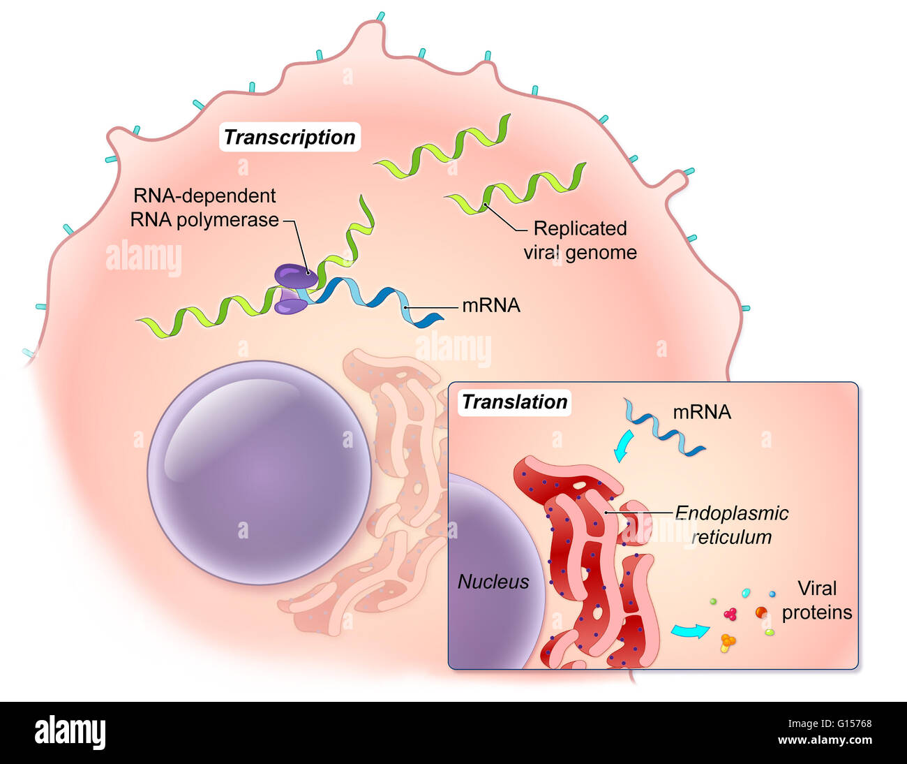 An illustrated diagram of the Ebola virus replication process. The ebola virus is a single-stranded RNA filovirus responsible for severe hemorrhagic fever in humans. In this illustration, viral RNA-dependent RNA polymerase transcribes the viral genome to Stock Photo