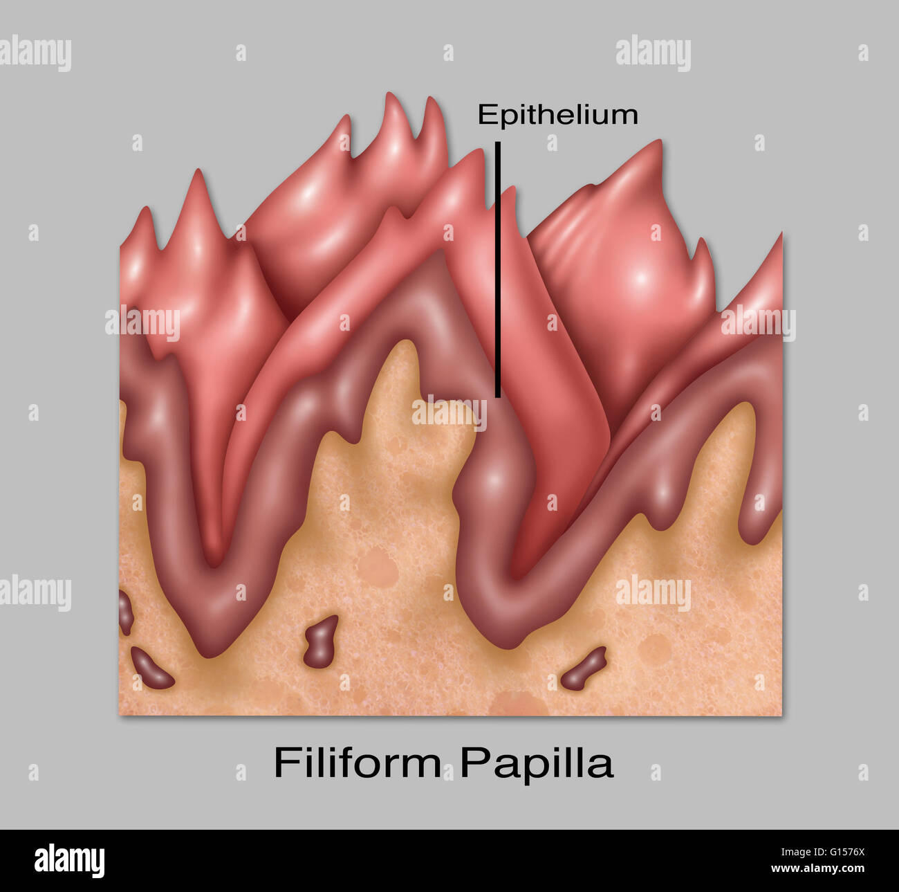 filiform papillae white