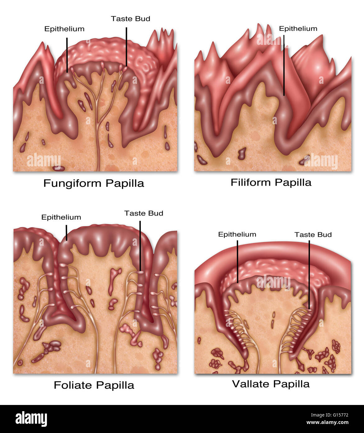 Illustration detailing the four types of lingual papilla which taste buds lie within on the tongue. From top left to bottom right: fungiform papilla, filiform papilla, foliate papilla, vallate papilla (circumvallate papilla). These structures are involved Stock Photo