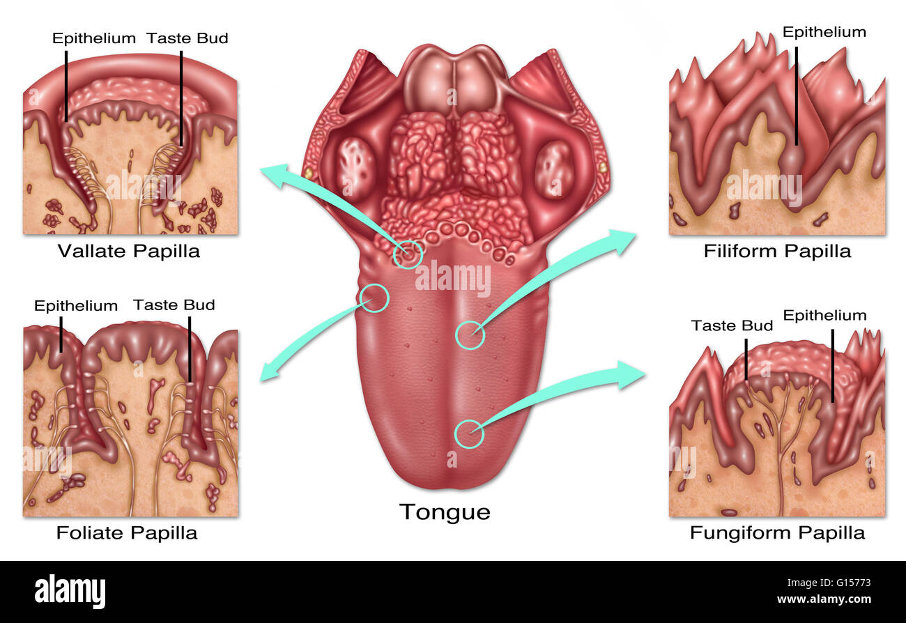 Illustration detailing the four types of lingual papilla and where they are located on the human tongue. From top left to bottom right: vallate papilla (circumvallate papilla), filiform papilla, foliate papilla, fungiform papilla. These structures are inv Stock Photo