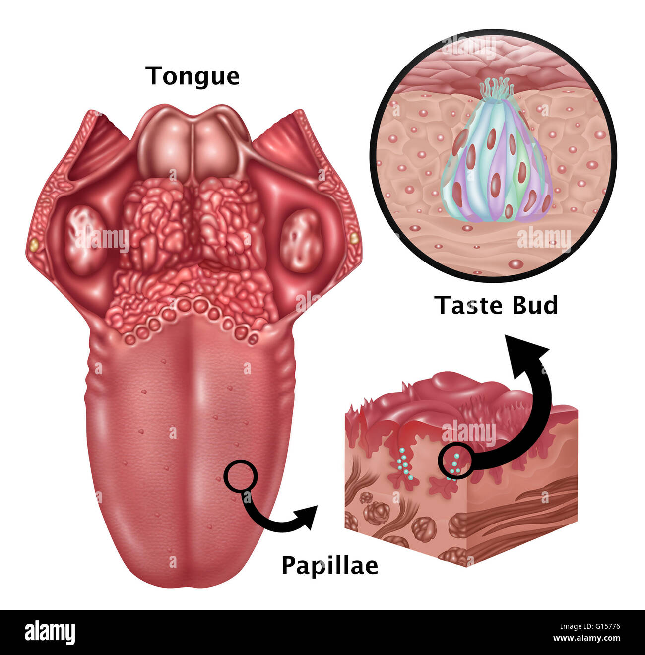 Illustration depicting the anatomy of taste. At left is an image of the tongue highlighting the papillae. Inset at right are a detailed close ups of papillae (bottom inset) and the structure of a taste bud (top inset). Papillae found on the base of the to Stock Photo