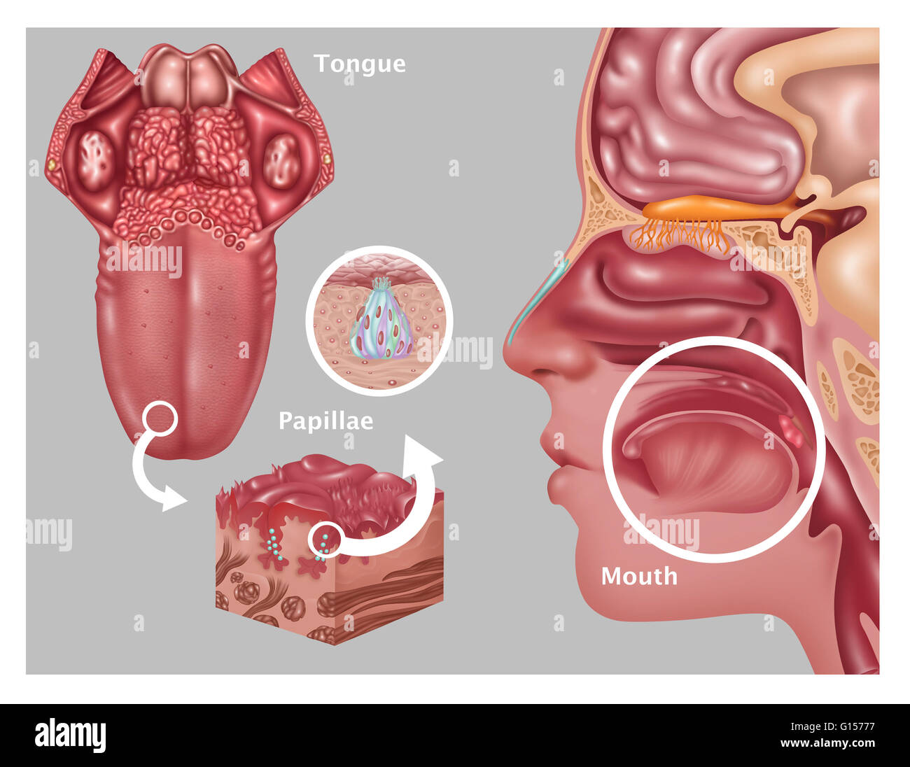 Illustration depicting the anatomy of taste. At left is an image of the tongue highlighting the papillae. Inset near the middle are a detailed close ups of papillae (bottom inset) and the structure of a taste bud (top inset). The human profile at right sh Stock Photo