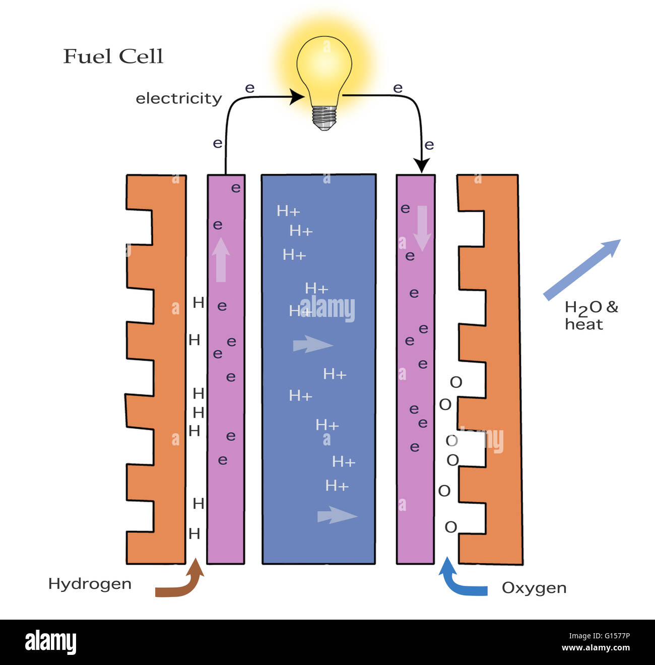 Hydrogen Fuel Cell Diagram