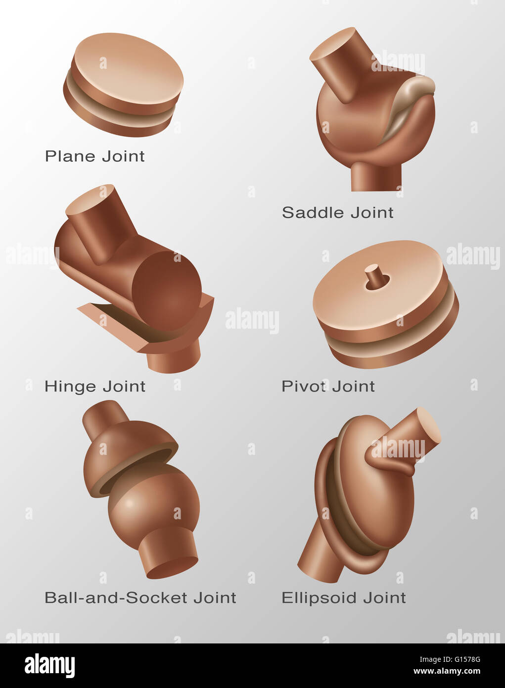 Illustration of joint replacements. Stock Photo