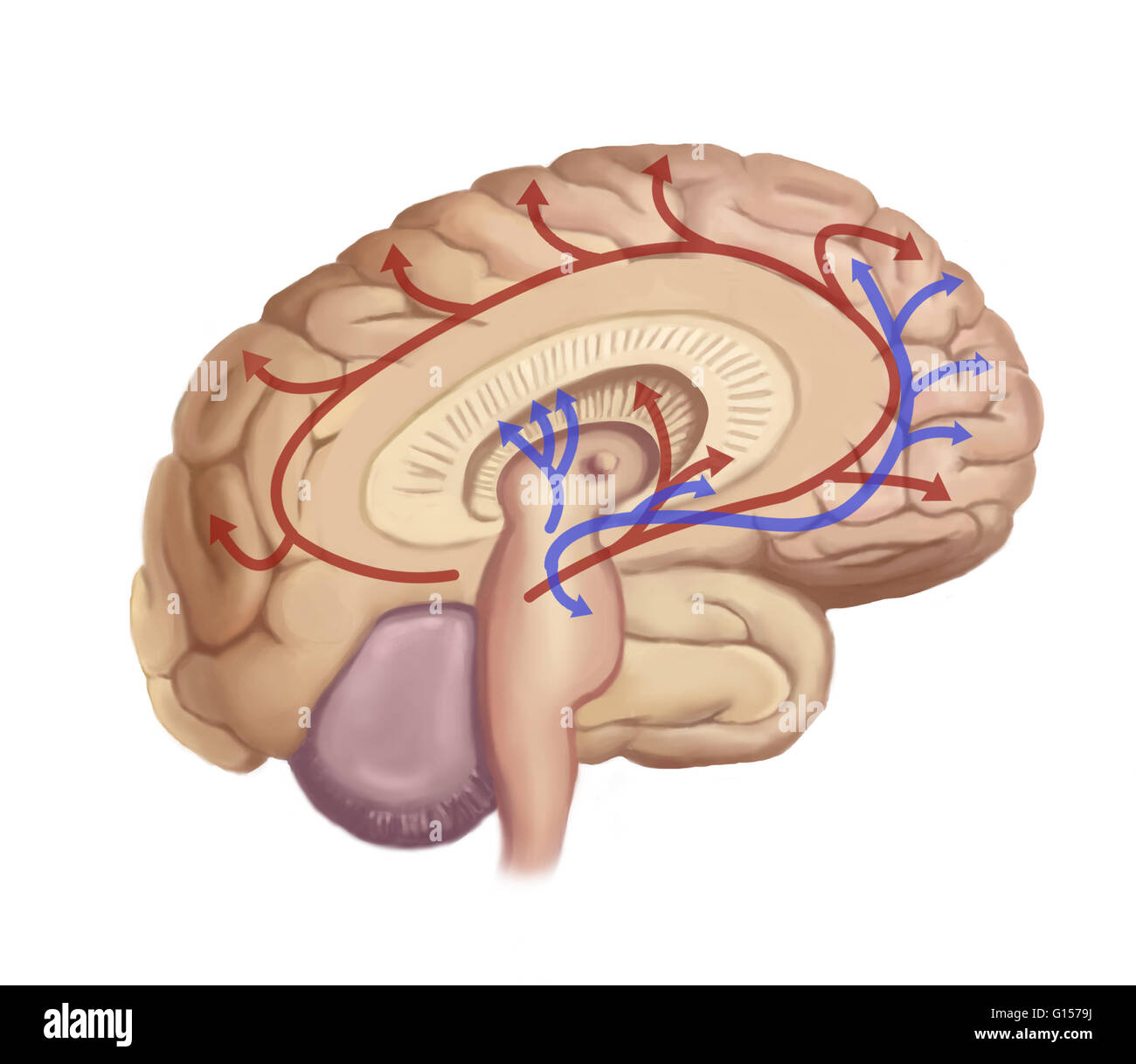 Illustration showing nerve pathways within the brain Stock Photo - Alamy
