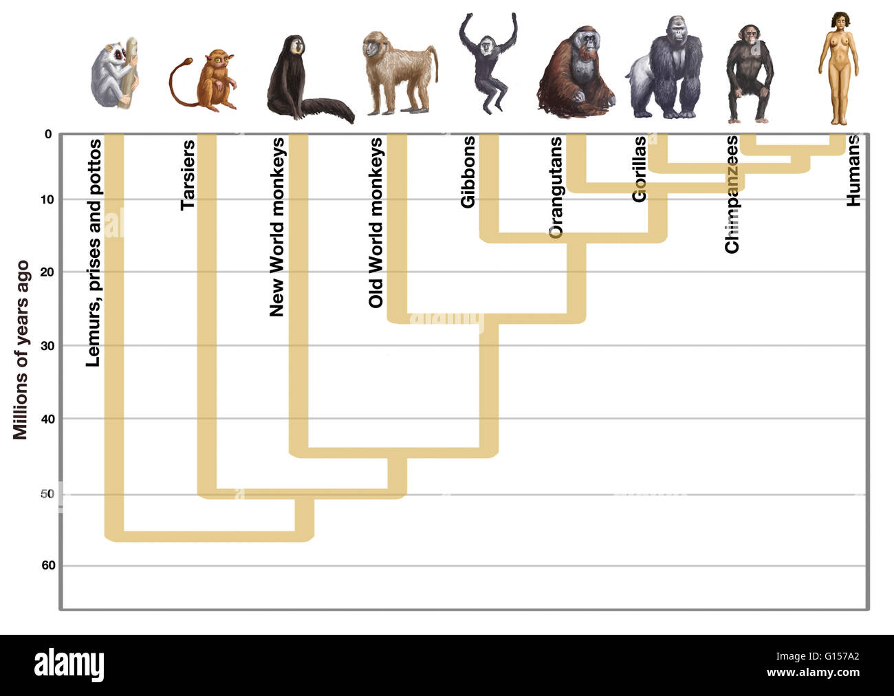 Human Evolution Timeline Download Scientific Diagram - vrogue.co