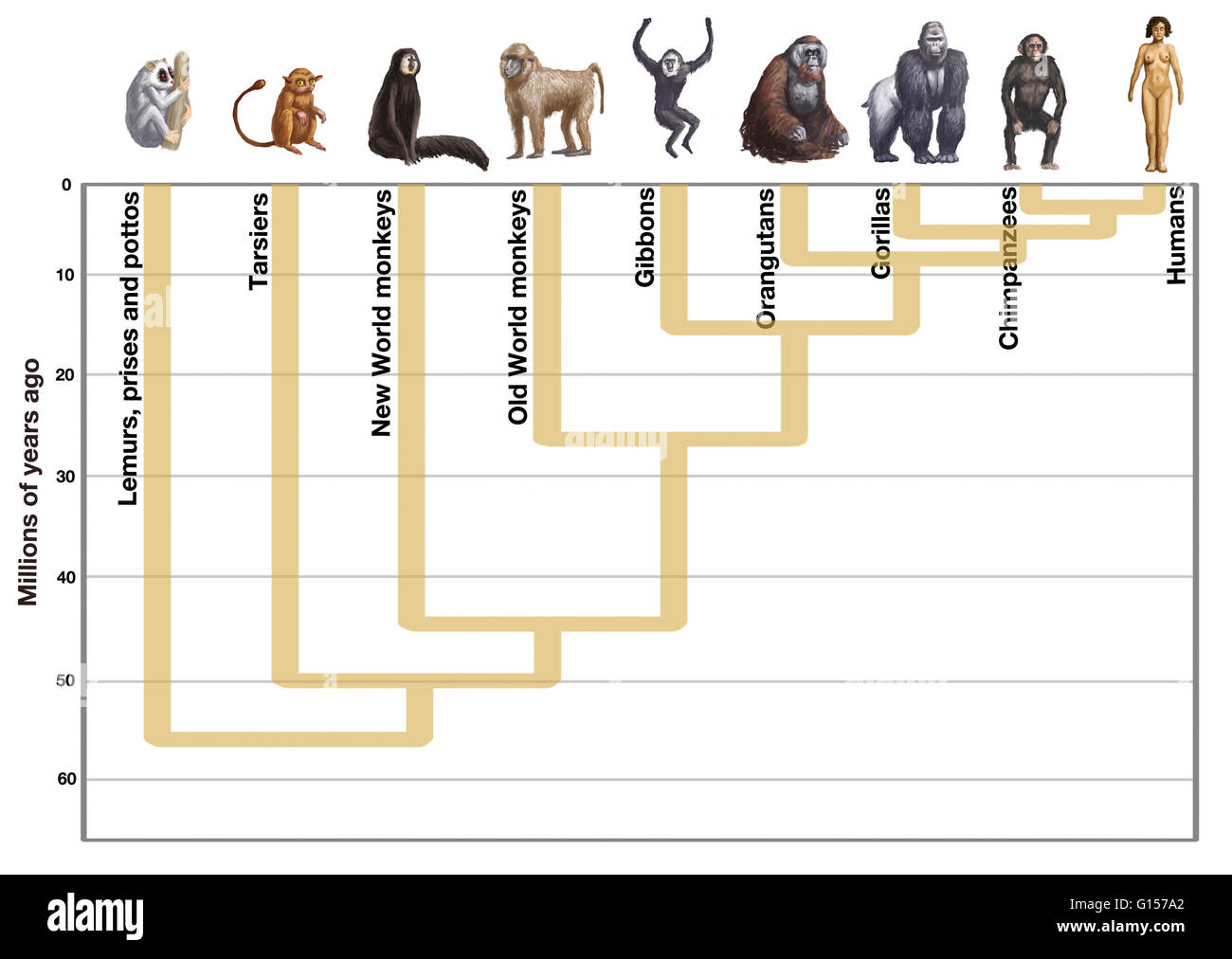 Human Evolution Diagram Artwork Showing The Evolution Of Humans From 