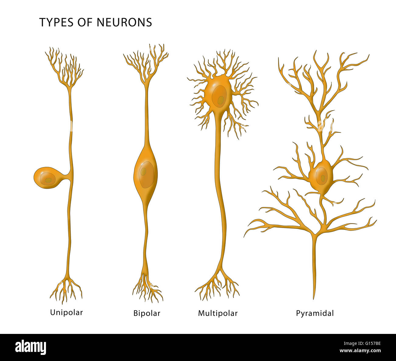 Illustration showing the 4 types of neurons. From left to right: unipolar, bipolar, multipolar, and pyramidal. Stock Photo