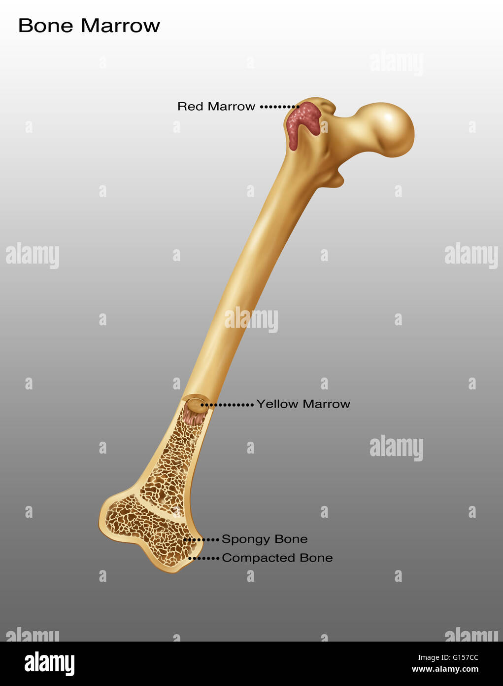 Red and yellow bone marrow hires stock photography and images Alamy