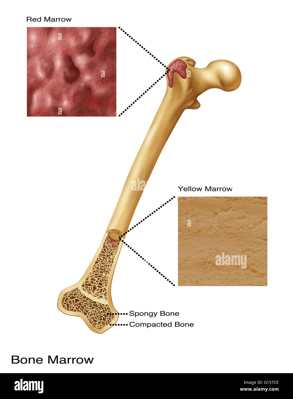 Long Bone Diagram Red Marrow Red Vs Yellow Bone Marrow Difference Between The Spine Is The