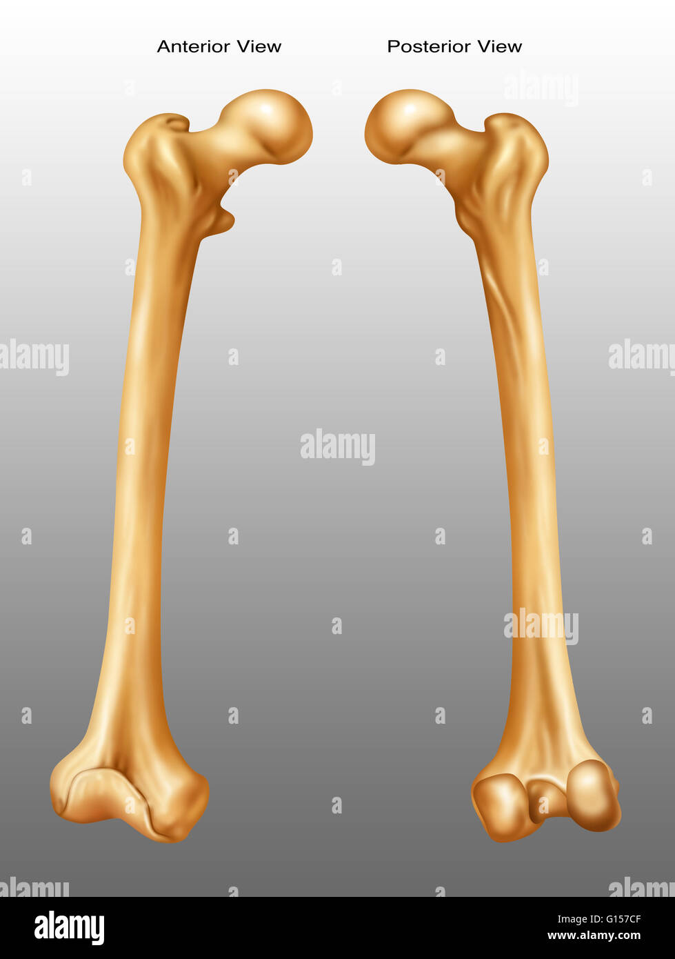 Anterior and posterior view of a femur. Stock Photo