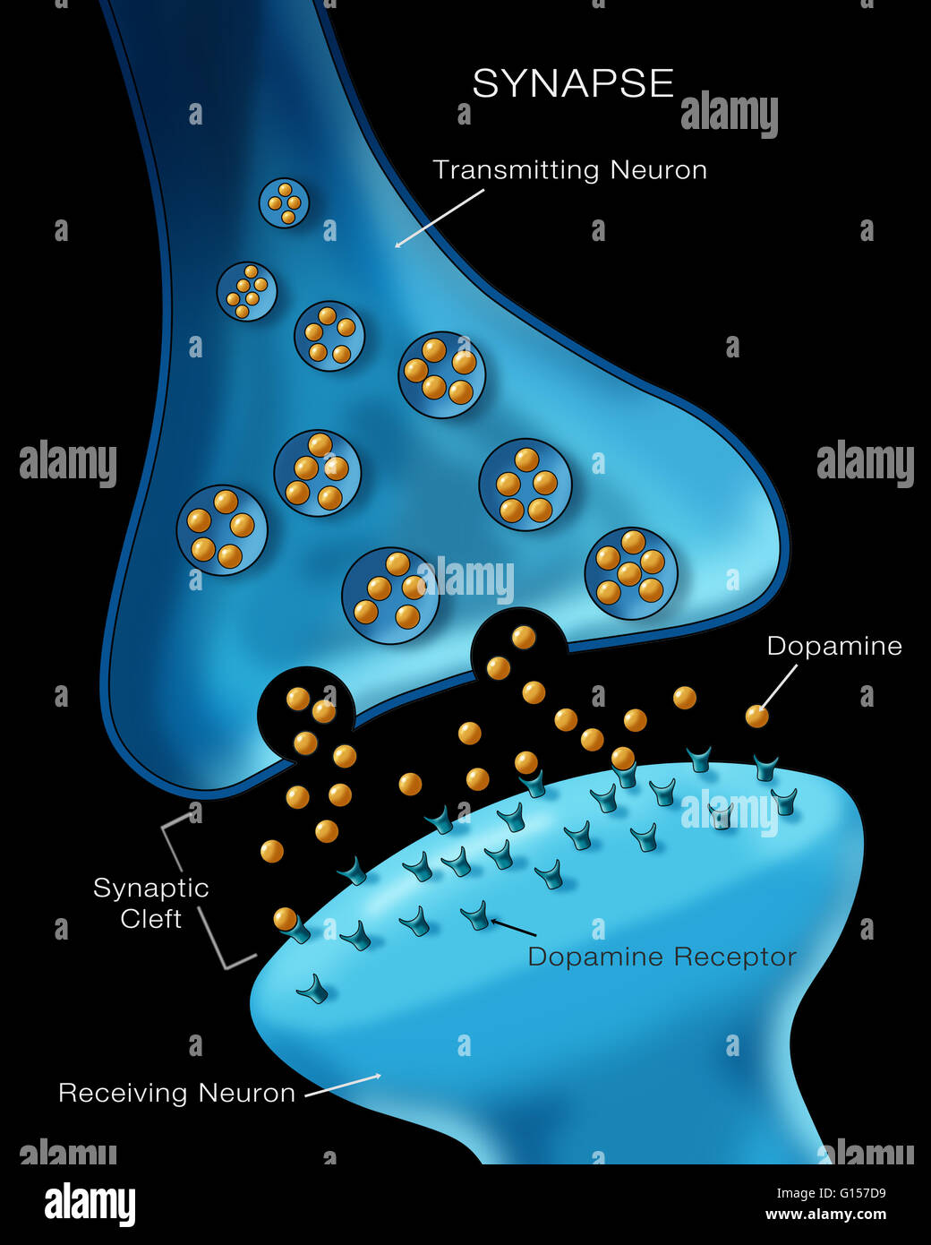 Labeled illustration depicting normal neuron synapse activity Stock