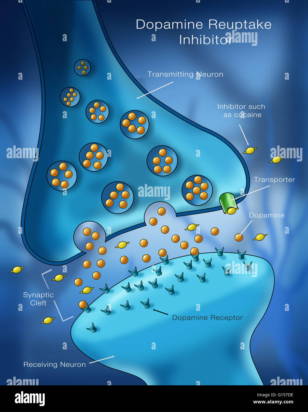 Labeled illustration showing the effect of a dopamine reuptake inhibitor (DRI), a type of drug used to treat conditions like ADHD and depression, on the action of a dopamine transporter. Stock Photo