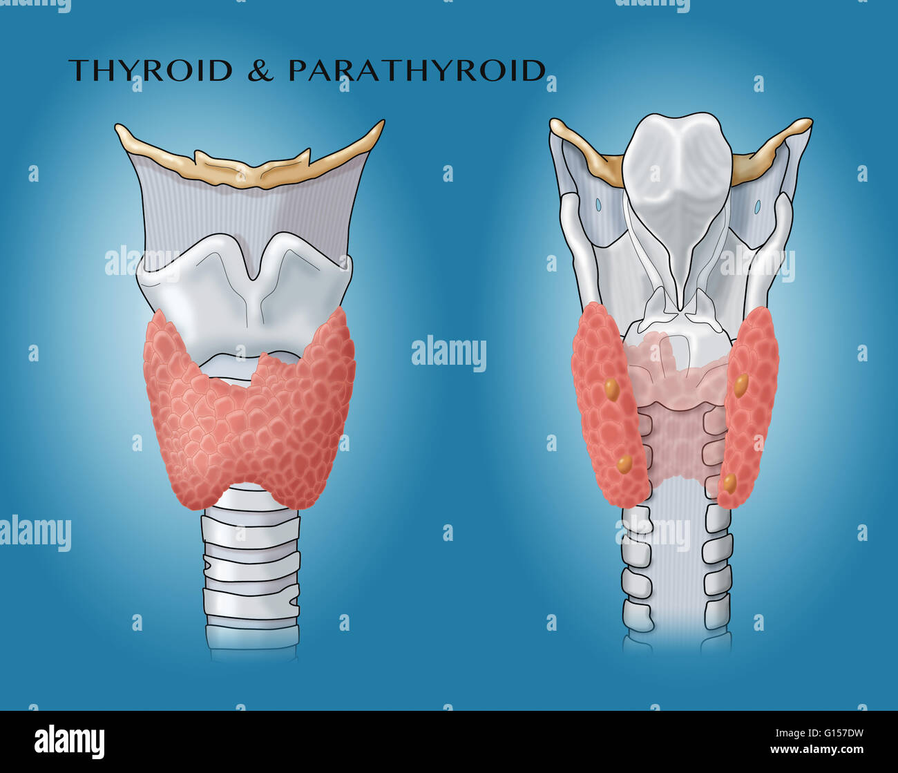 Anatomical illustration of the thyroid and parathyroid glands Stock
