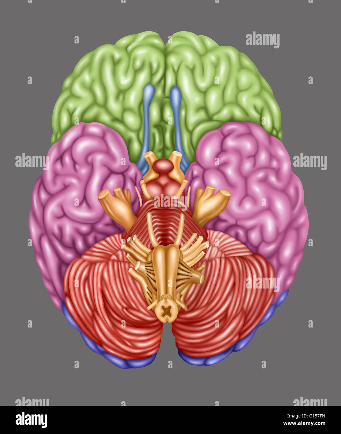 Color coded brain depicting the following areas from an inferior view: frontal lobe (green), temporal lobe (pink), occipital lobe (purple), olfactory (blue), brain stem (orange), cerebellum (orangish-pink). Stock Photo