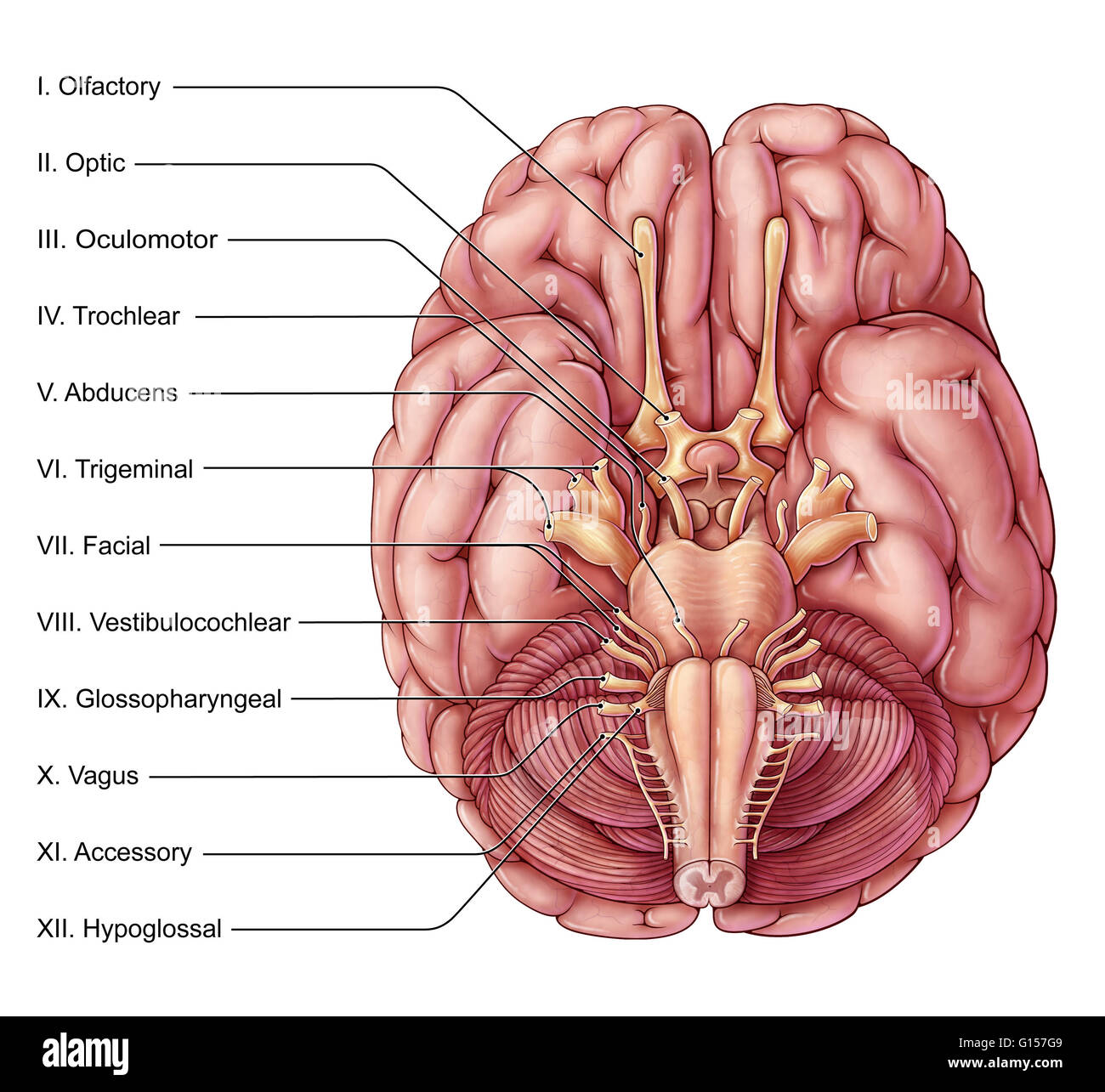 An Illustration Of The Brain From An Inferior Basal View