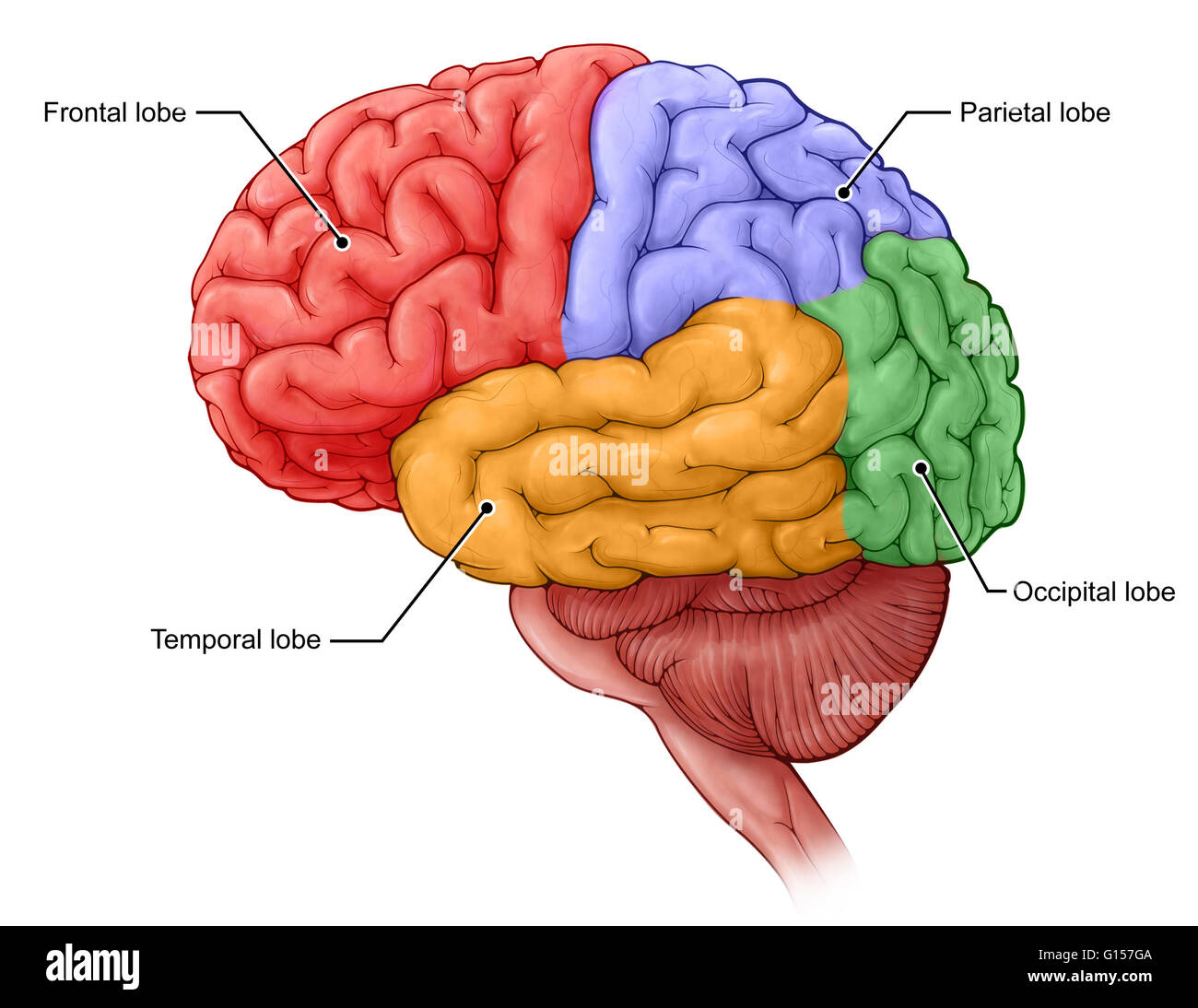 An illustration of the four lobes of the brain; frontal (red Stock