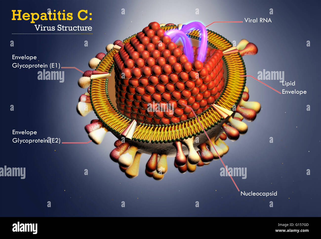 Hepatitis C Virus Infographic Illustration Stock Photo Alamy Hepatitis C Virus Infographic Illustration Stock Photo Alamy