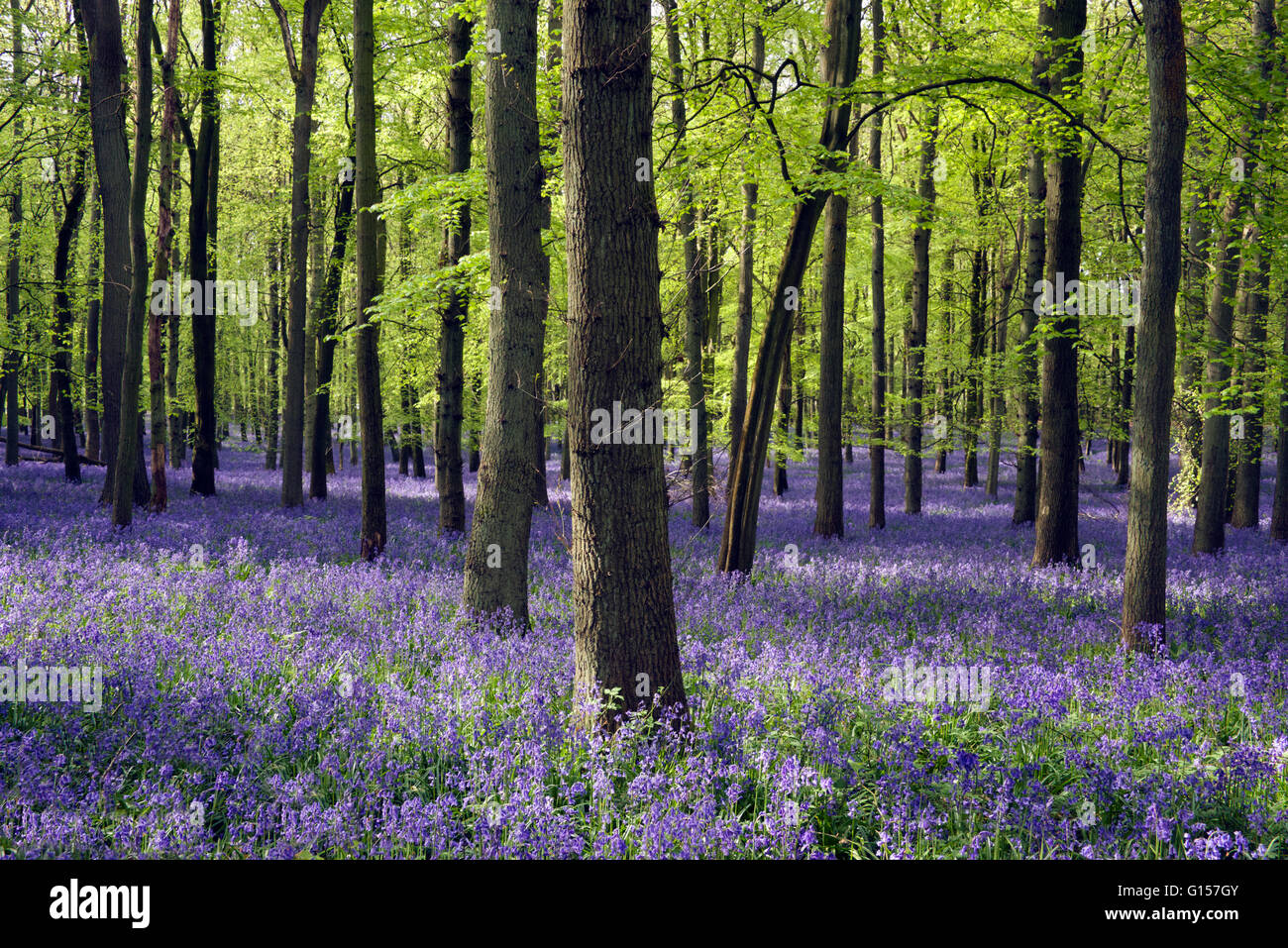 Bluebells in beech woodland in dappled sunlight Stock Photo