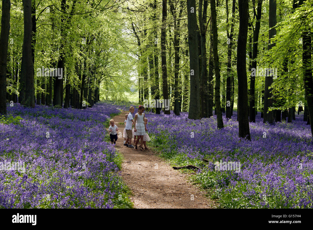 Five small children in beech woodland with a carpet of bluebells Stock Photo