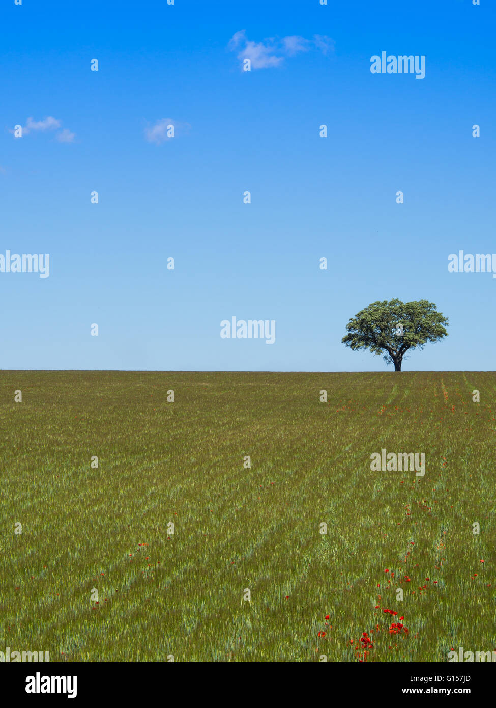 Lonely tree on filed, blue sky and white clouds Stock Photo - Alamy