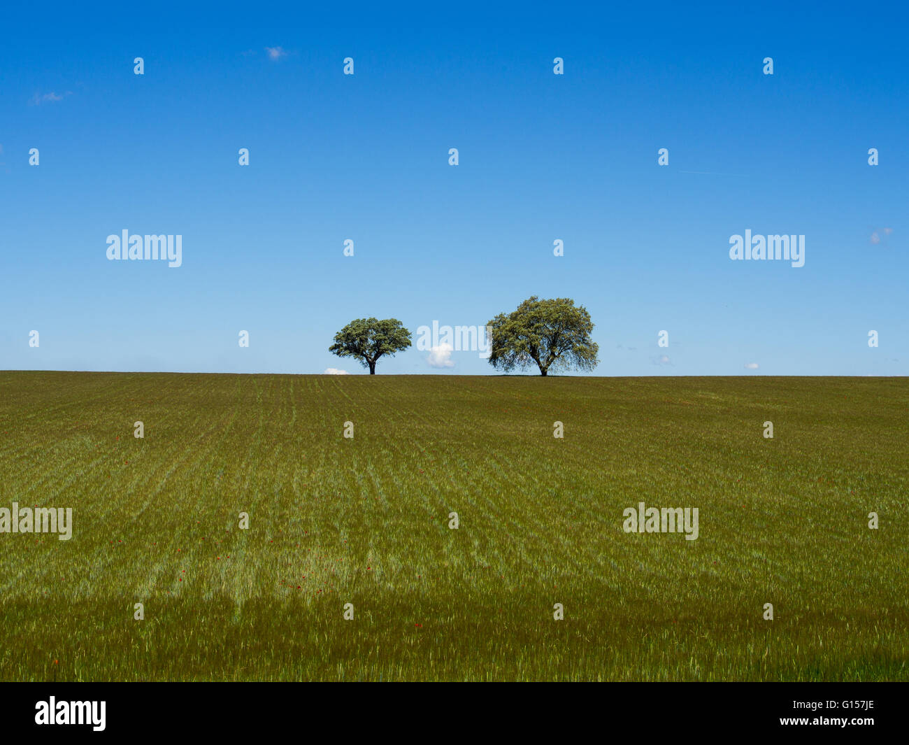 Lonely tree on filed, blue sky and white clouds Stock Photo - Alamy