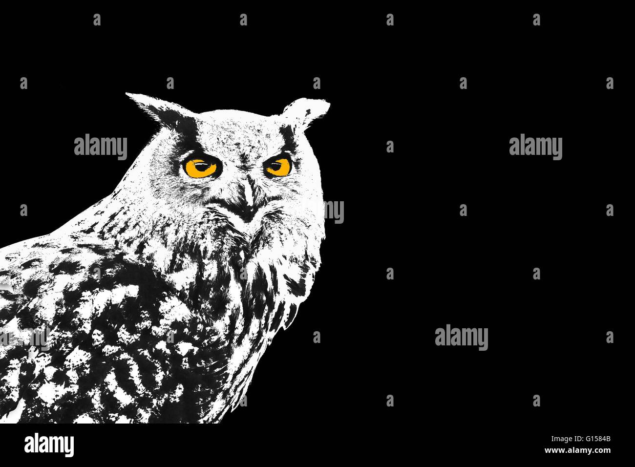 Black and white owl, Bubo Bubo, with yellow eyes on black background illustration Stock Photo
