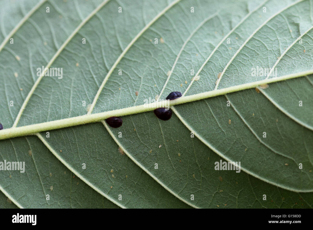 Macro image of Scale insects on guava leaf, other names include soft scales, wax scales or tortoise scales. Stock Photo