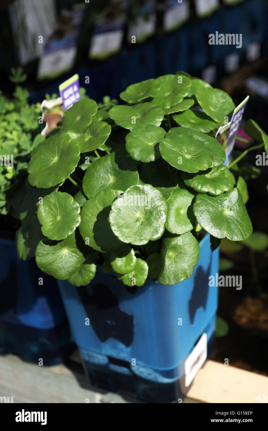 Pennywort Hydrocotyle Sibthorpioides Aquatic Water plant Stock Photo