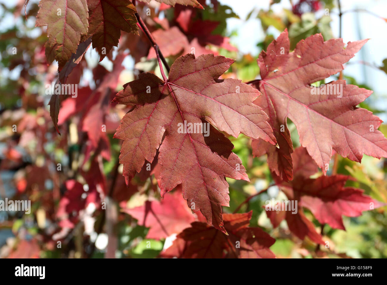 Close up of Acer Rubrum or October Glory or also known as Red Maple leaves during autumn in Melbourne Victoria Australia Stock Photo