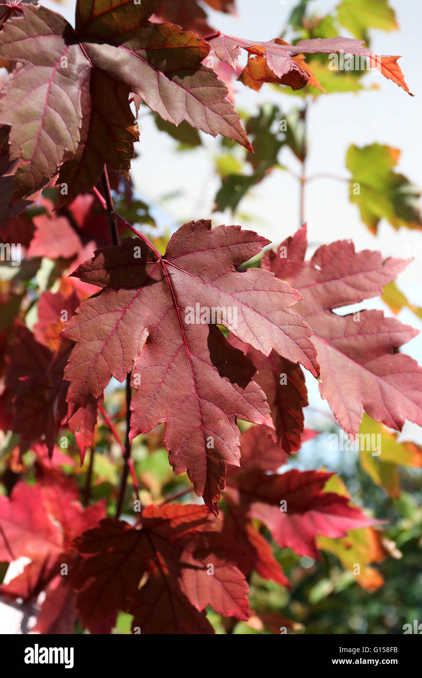 Close up of Acer Rubrum or October Glory or also known as Red Maple leaves during autumn in Melbourne Victoria Australia Stock Photo