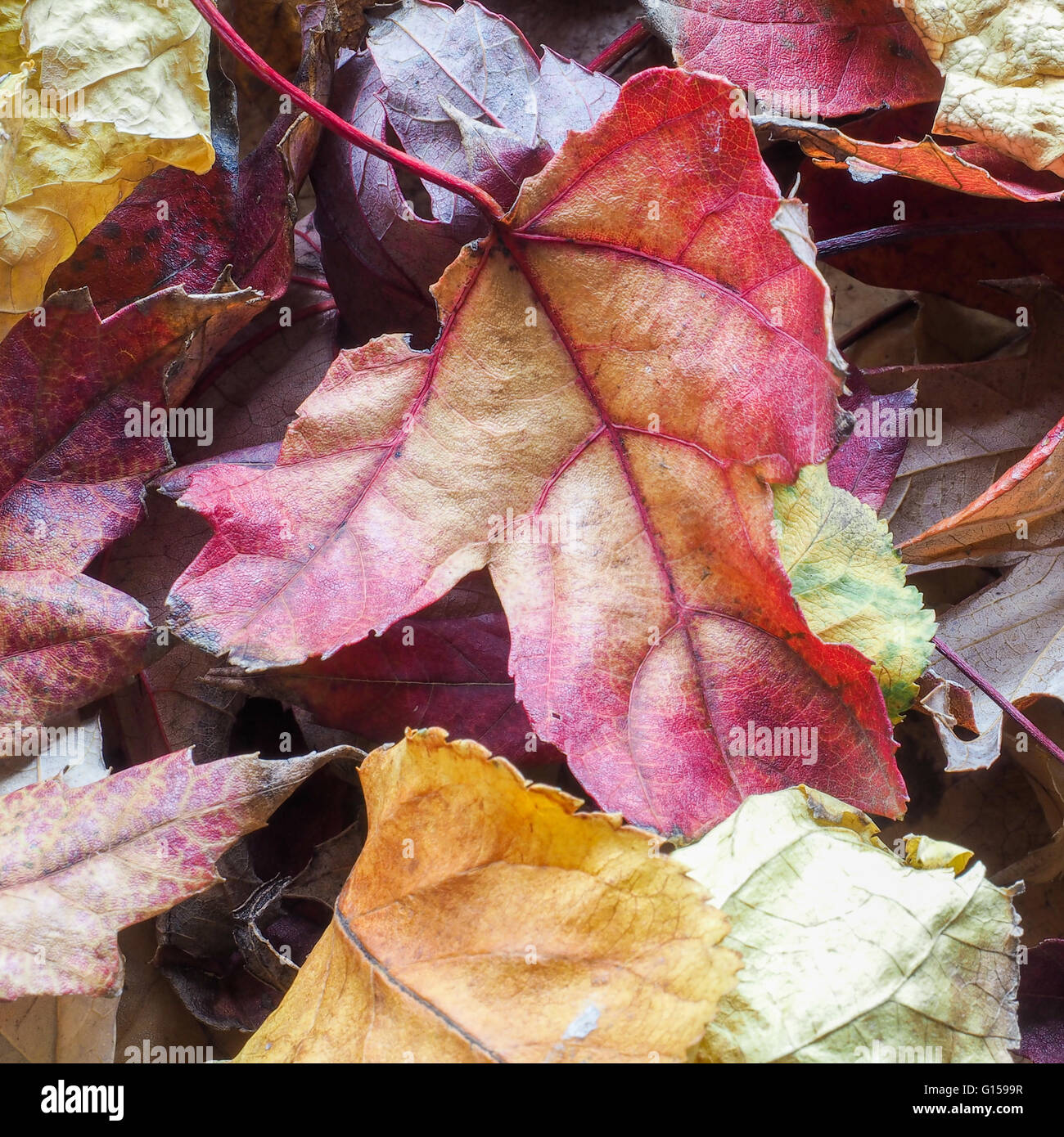 Square leaves hi-res stock photography and images - Alamy