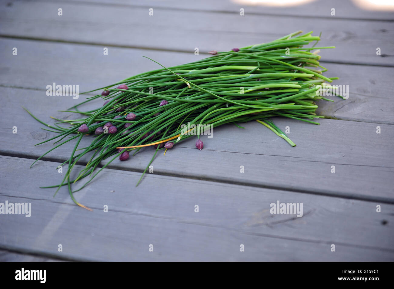 Newly cut chives Stock Photo Alamy