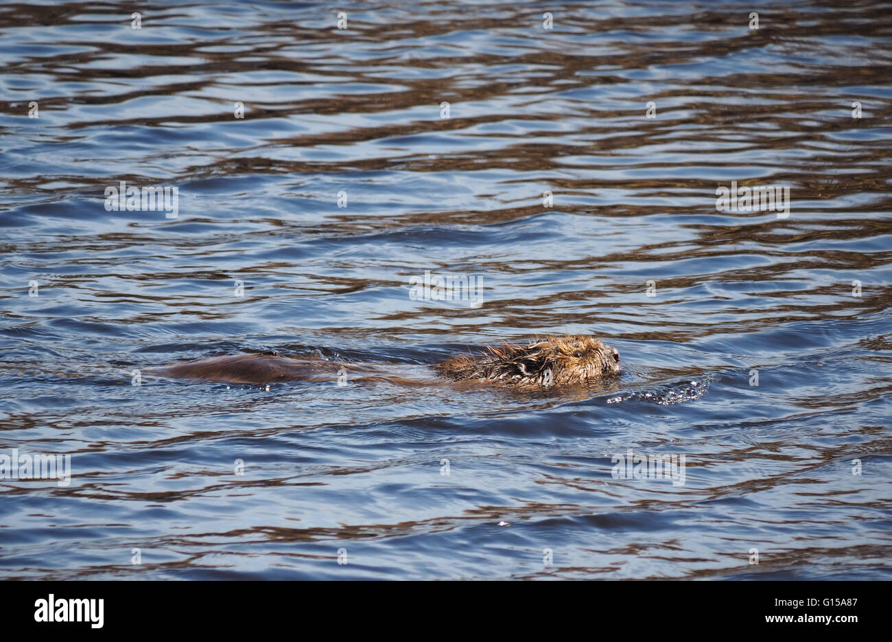 Paddle tail hi-res stock photography and images - Alamy