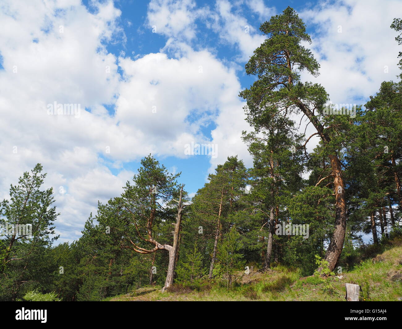 pine trees in the forest Stock Photo - Alamy