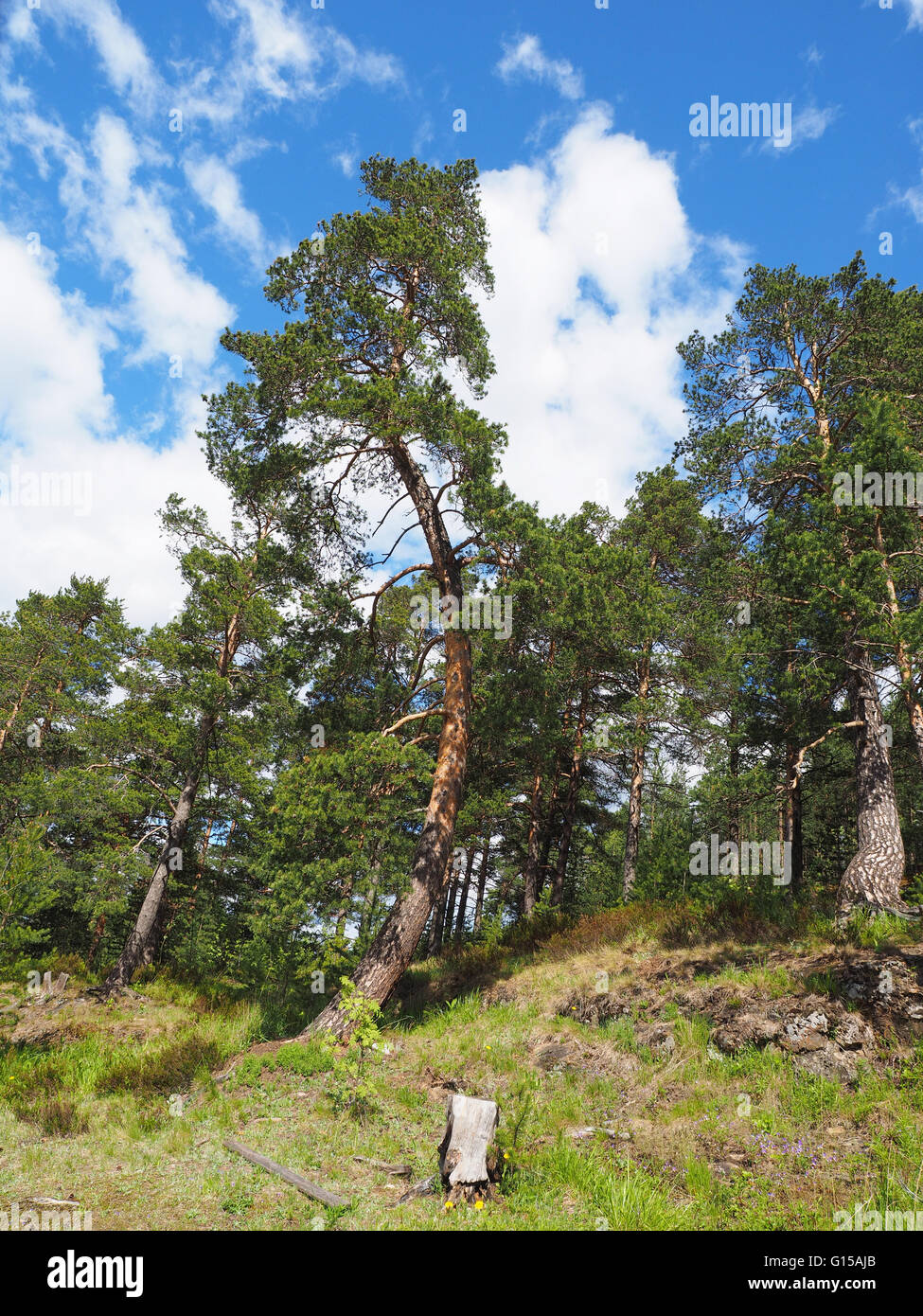 pine trees in the forest Stock Photo - Alamy