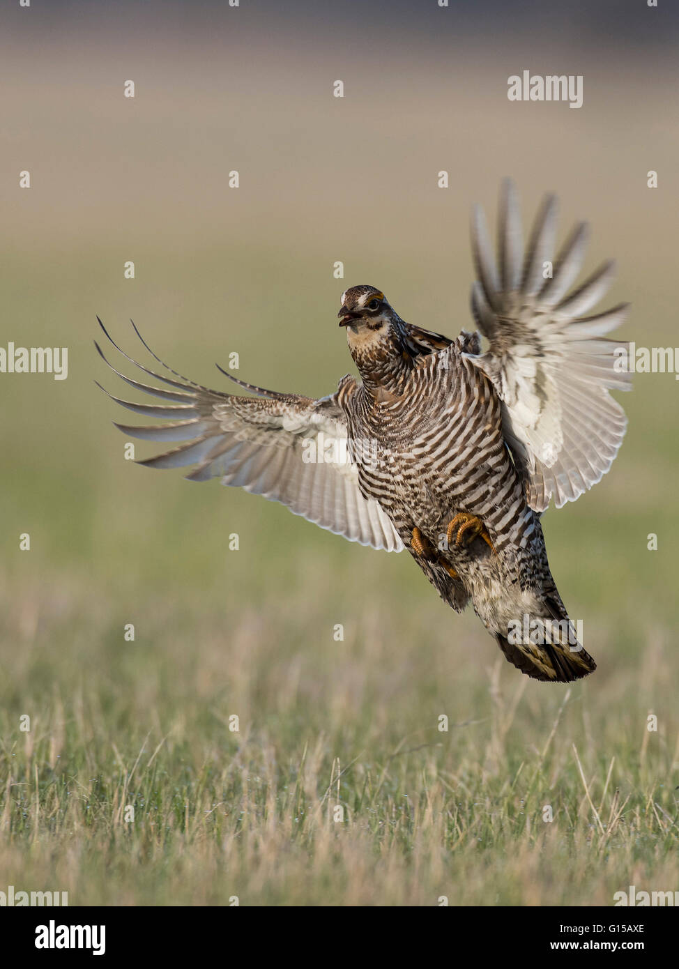 A flying Greater Prairie Chicken in Minnesota Stock Photo Alamy