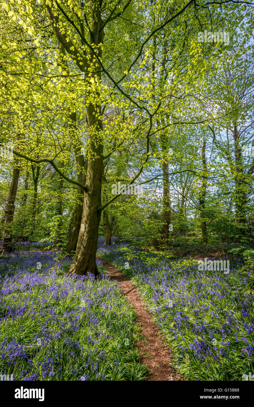 bluebells,forest,garstang,england,uk,europe Stock Photo