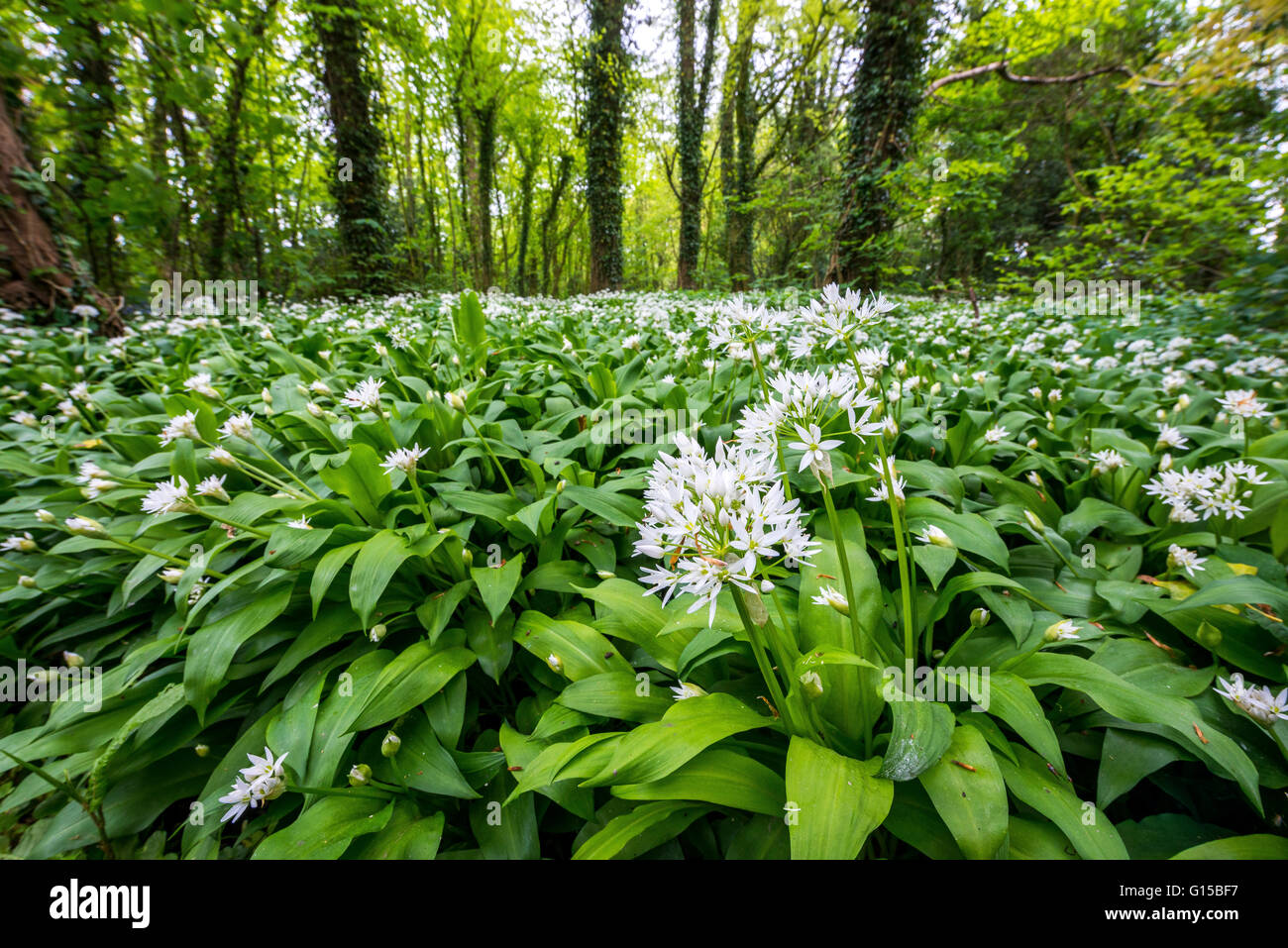 wild garlic; forest; garstang; england; uk; europe; Stock Photo