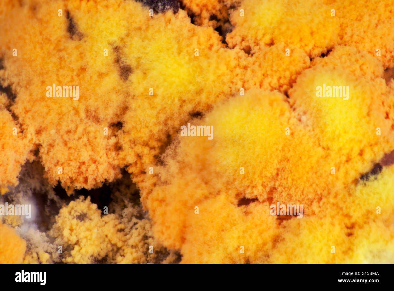 Mold growing rapidly on moldy rice in yellow and orange spores Stock