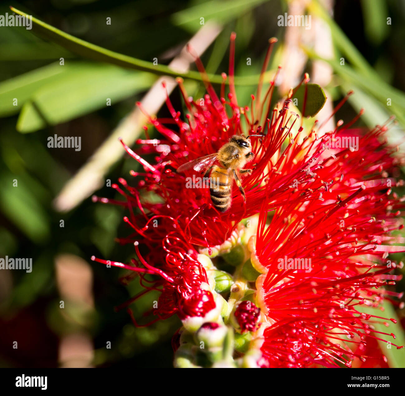 A busy honey bee on the showy Australian wildflower callistemon or red