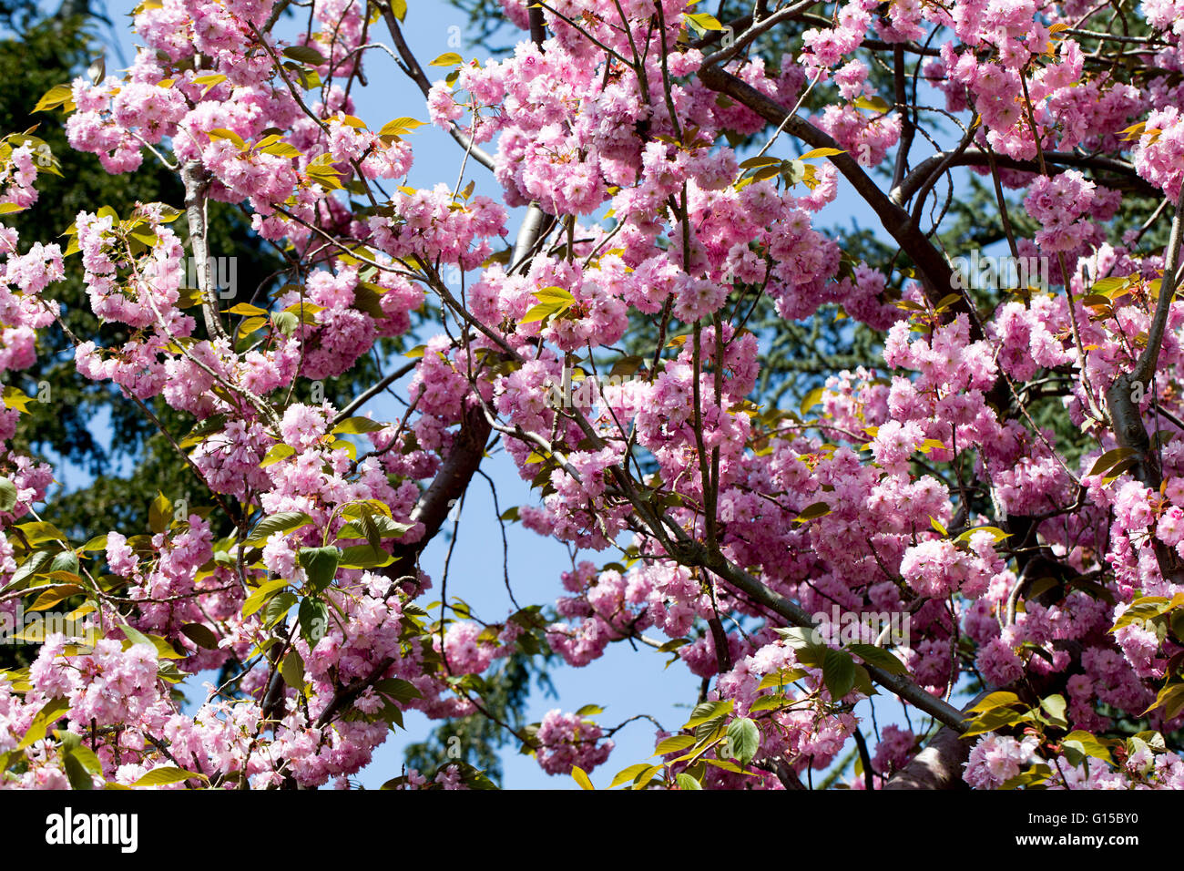 Full bloom cherry blossom hi-res stock photography and images - Alamy