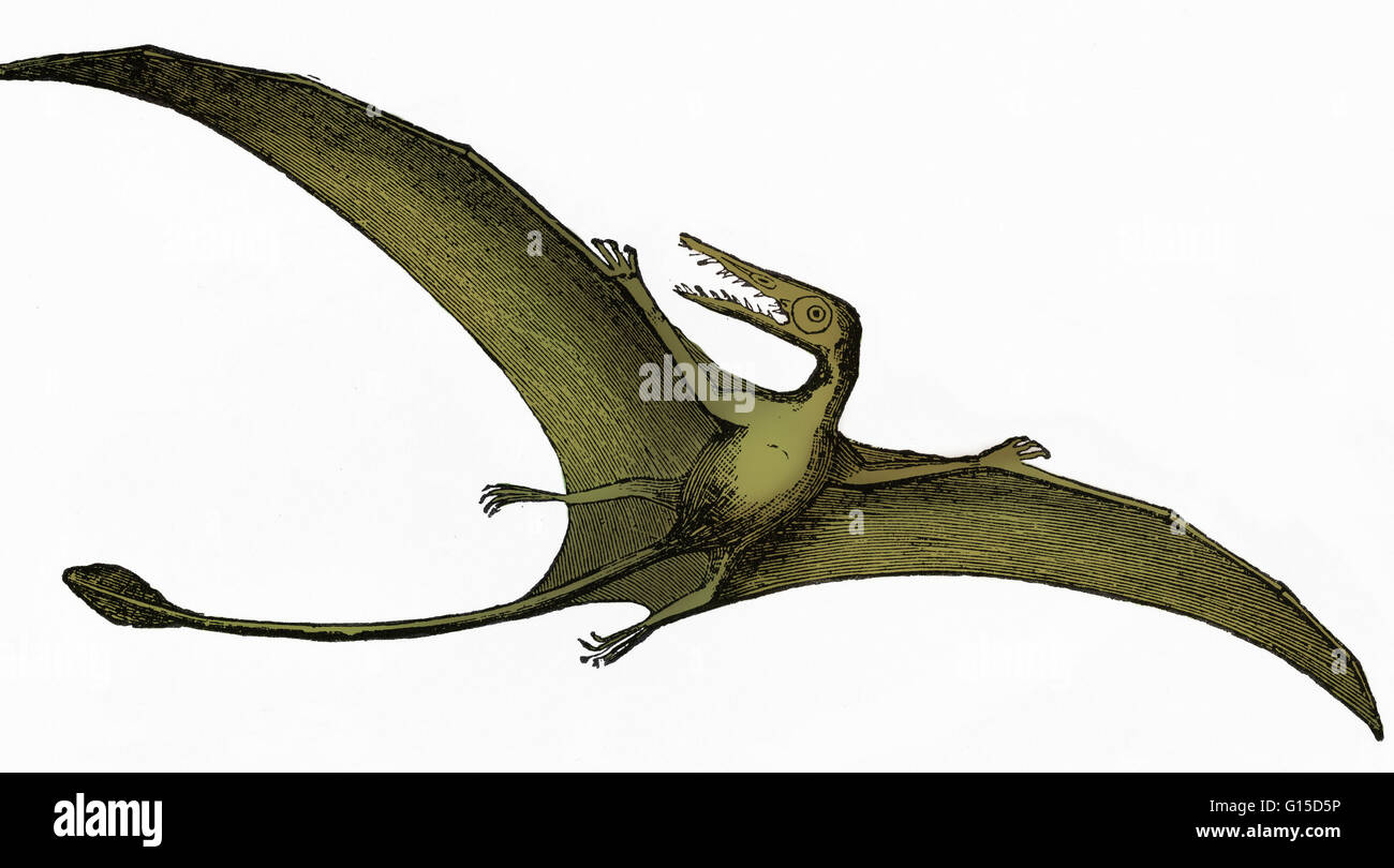 Pterosauria