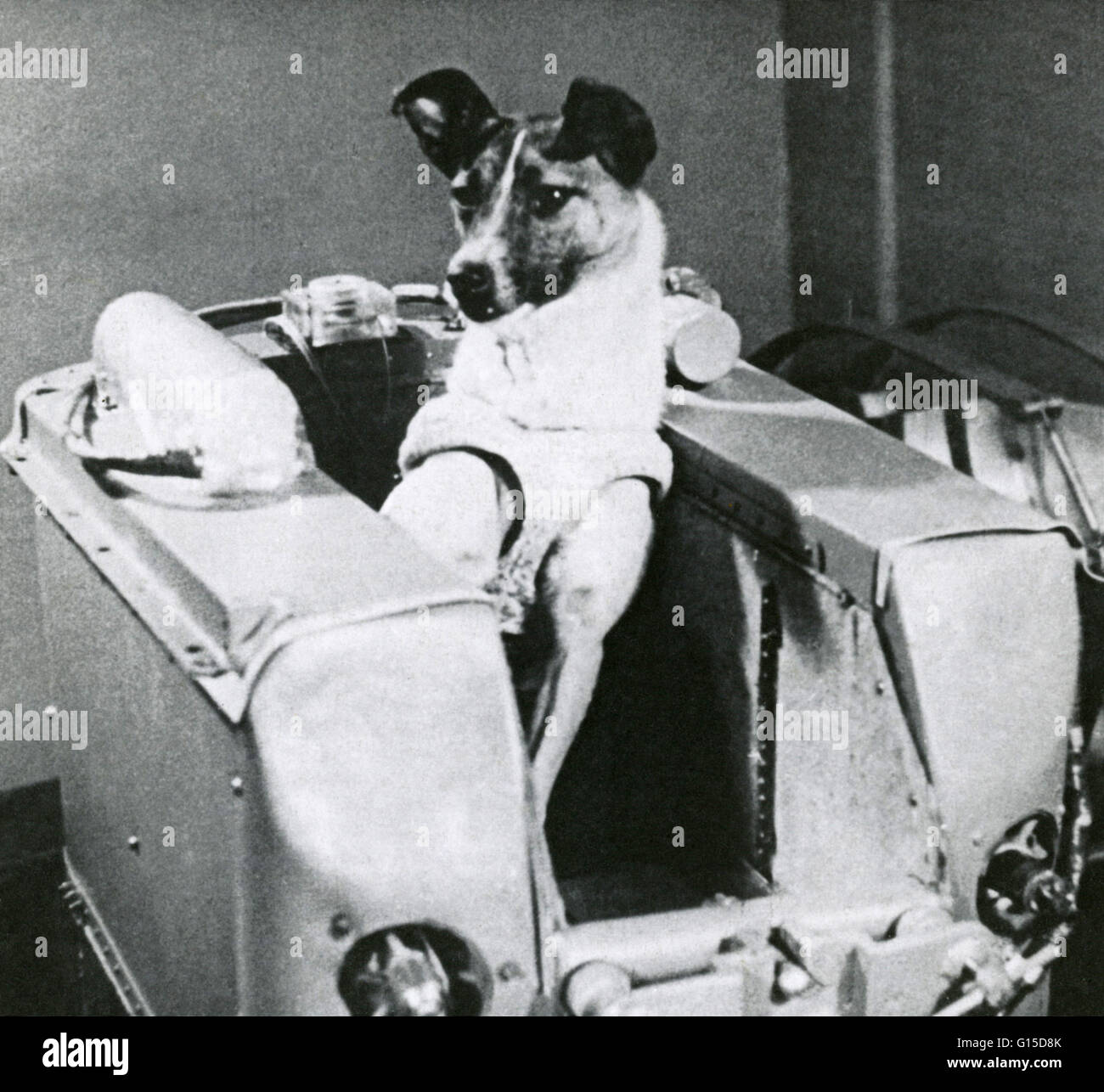 Laika, the first canine in space, inside a mock-up of the cabin of the  Soviet Sputnik 2 spacecraft. Sputnik 2 was launched on 3 November 1957.  Laika (meaning 