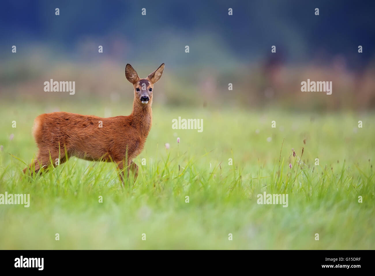 Young roe deer in a clearing Stock Photo
