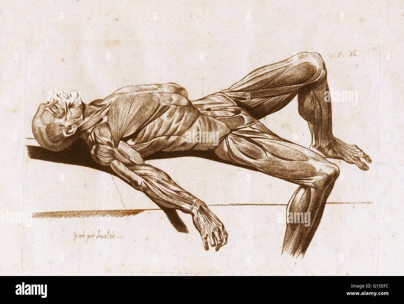 Cadaver dissection hires stock photography and images Alamy