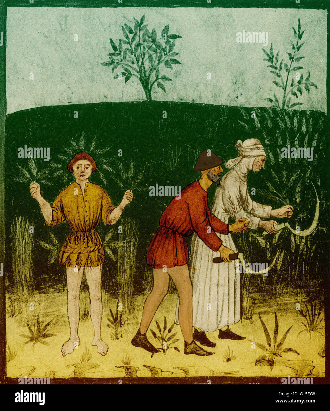 Agriculture in the 1400s. Stock Photo