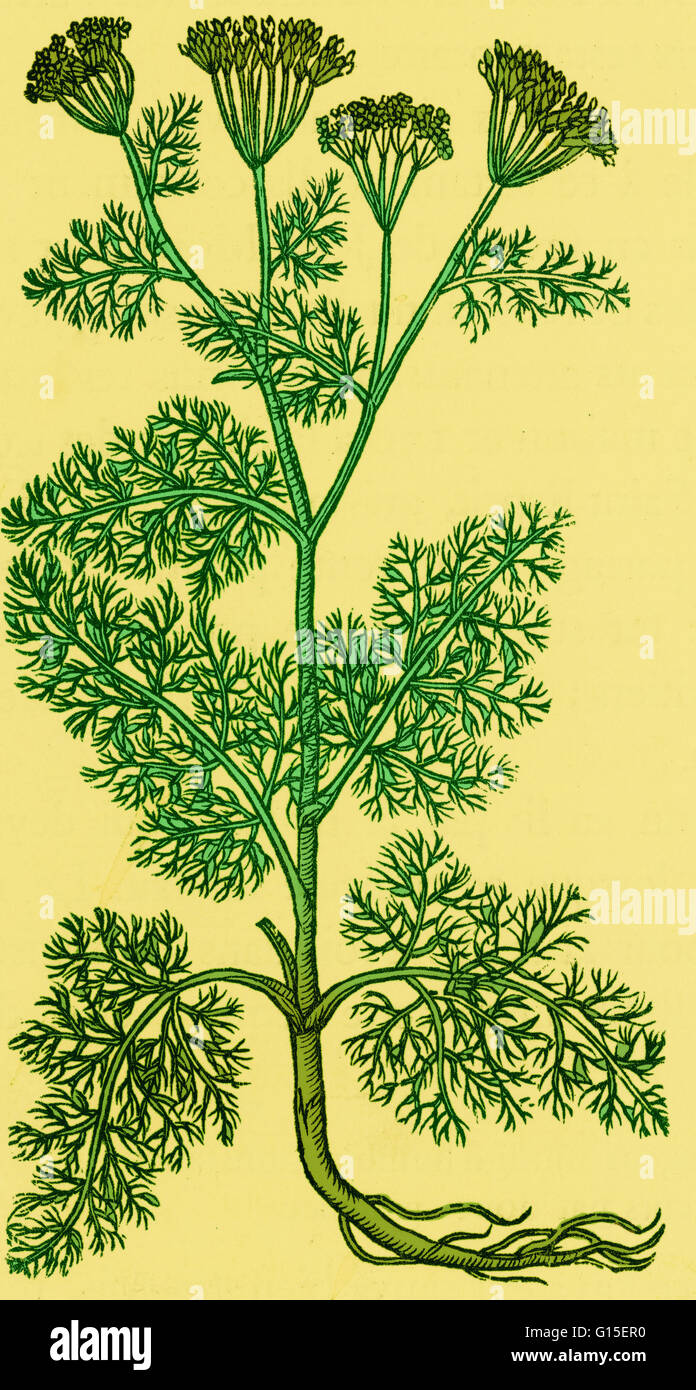 Dill, an Old-World perennial or biennial herb (Anethum graveolens) of the Parsley Family, grown for its bitter seeds which are used for flavoring the popular dill (cucumber) pickles. It is the sole species of the genus Anethum, though classified by some b Stock Photo
