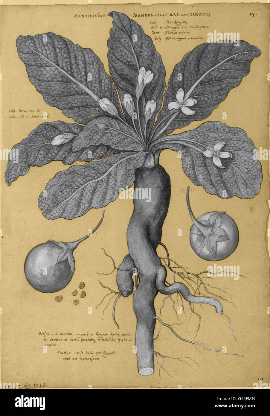 Mandrake Stock Illustrations – 428 Mandrake Stock Illustrations